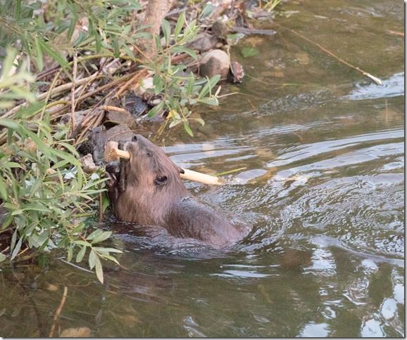 Beaver Lodge Spring 2018